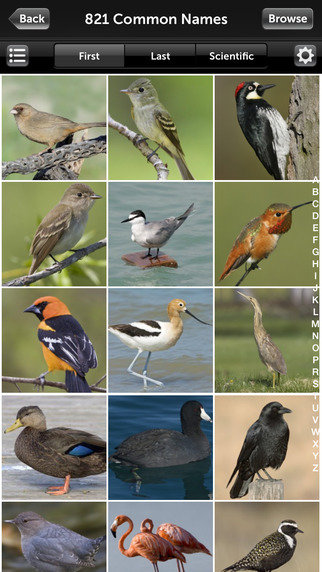 AudubonBirdGuide