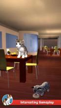 CatSimulatorKitty3D-FREEGAME