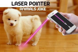 LaserPointerAnimal