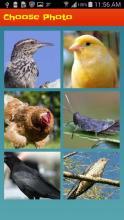 Bird'sPicturePuzzleGame-IQTestForBrain