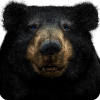 GoodBear